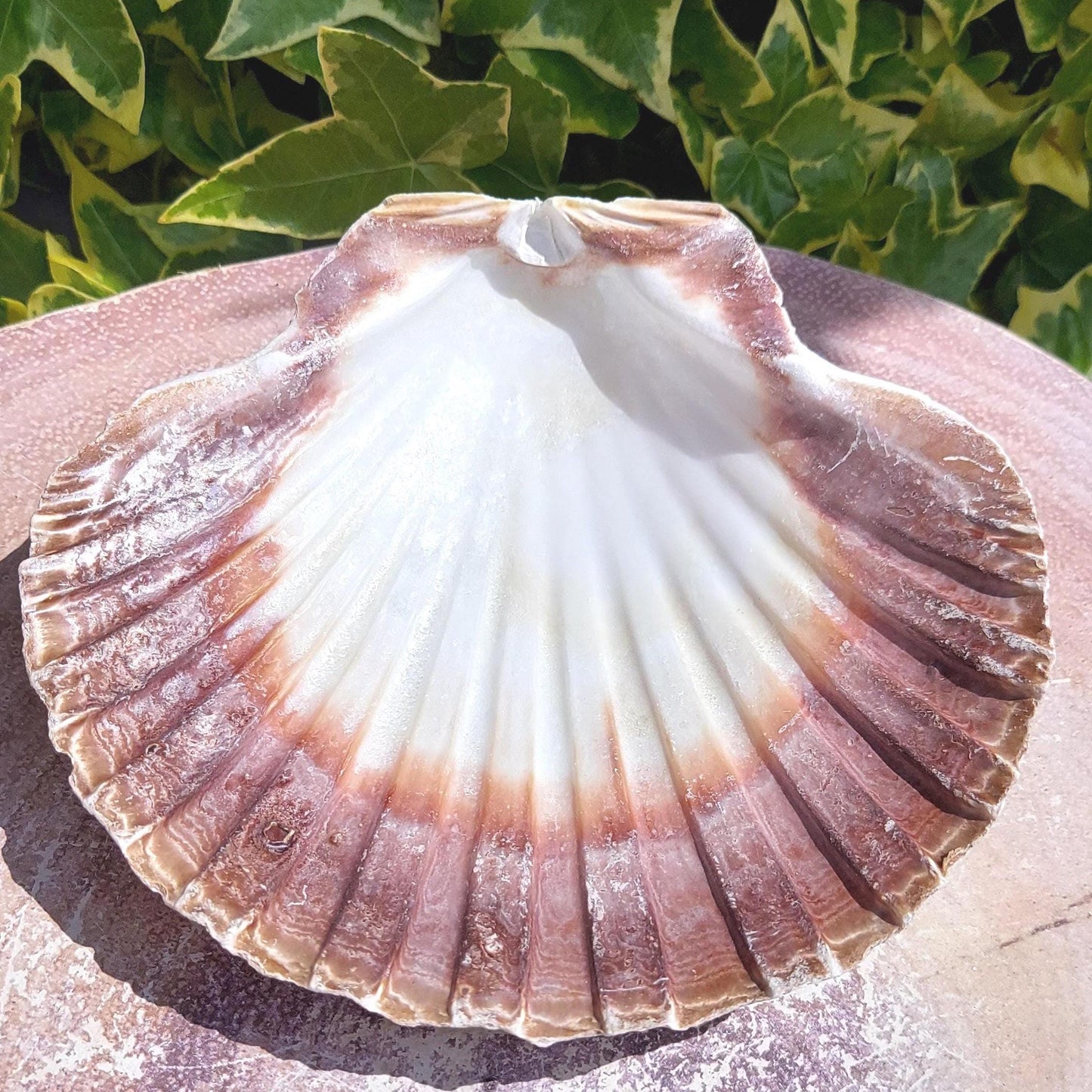 Wholesale Large 14cm Scallop Shell, Washed White Smudge Bowl, Natural Sea Shell for Smudging, Crafts, Choose Quantity 1β50, UK Seller.