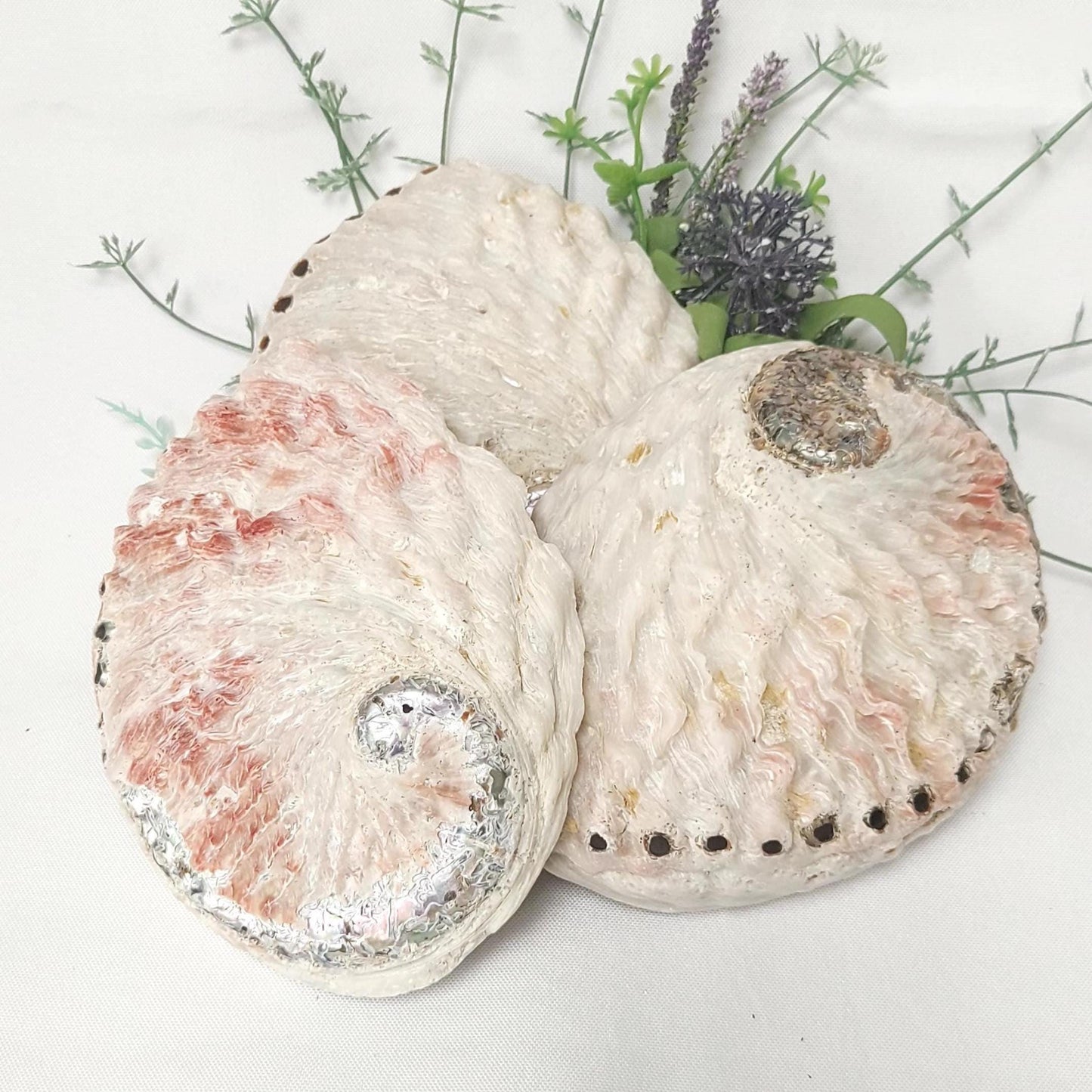 Abalone Shell & Wooden Tripod Stand Set, approx 12cm Smudge Bowl with Foldable Stand, Smudging Ritual Tool for Sage Incense Resin, UK Seller