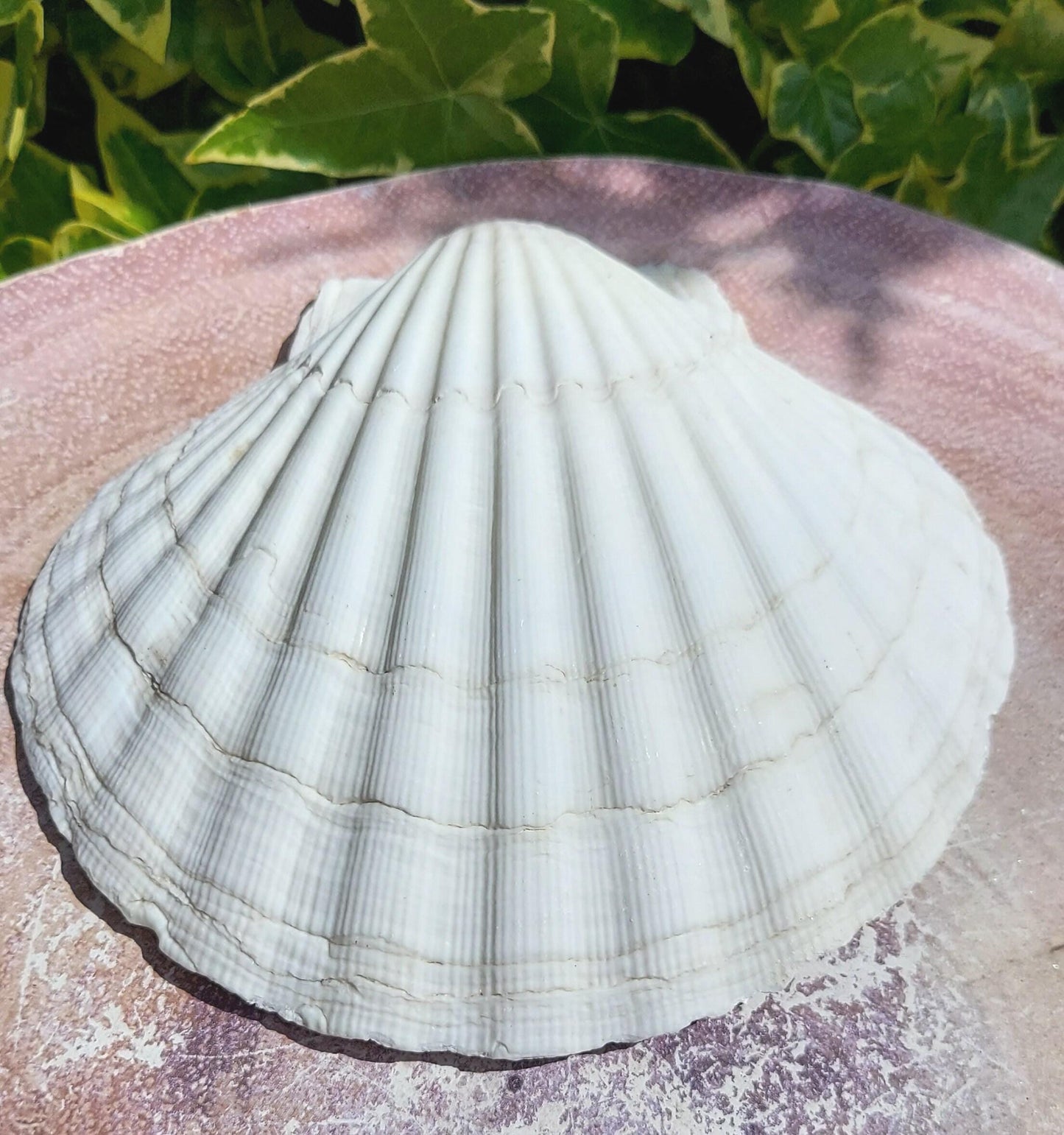 Wholesale Large 14cm Scallop Shell, Washed White Smudge Bowl, Natural Sea Shell for Smudging, Crafts, Choose Quantity 1β50, UK Seller.