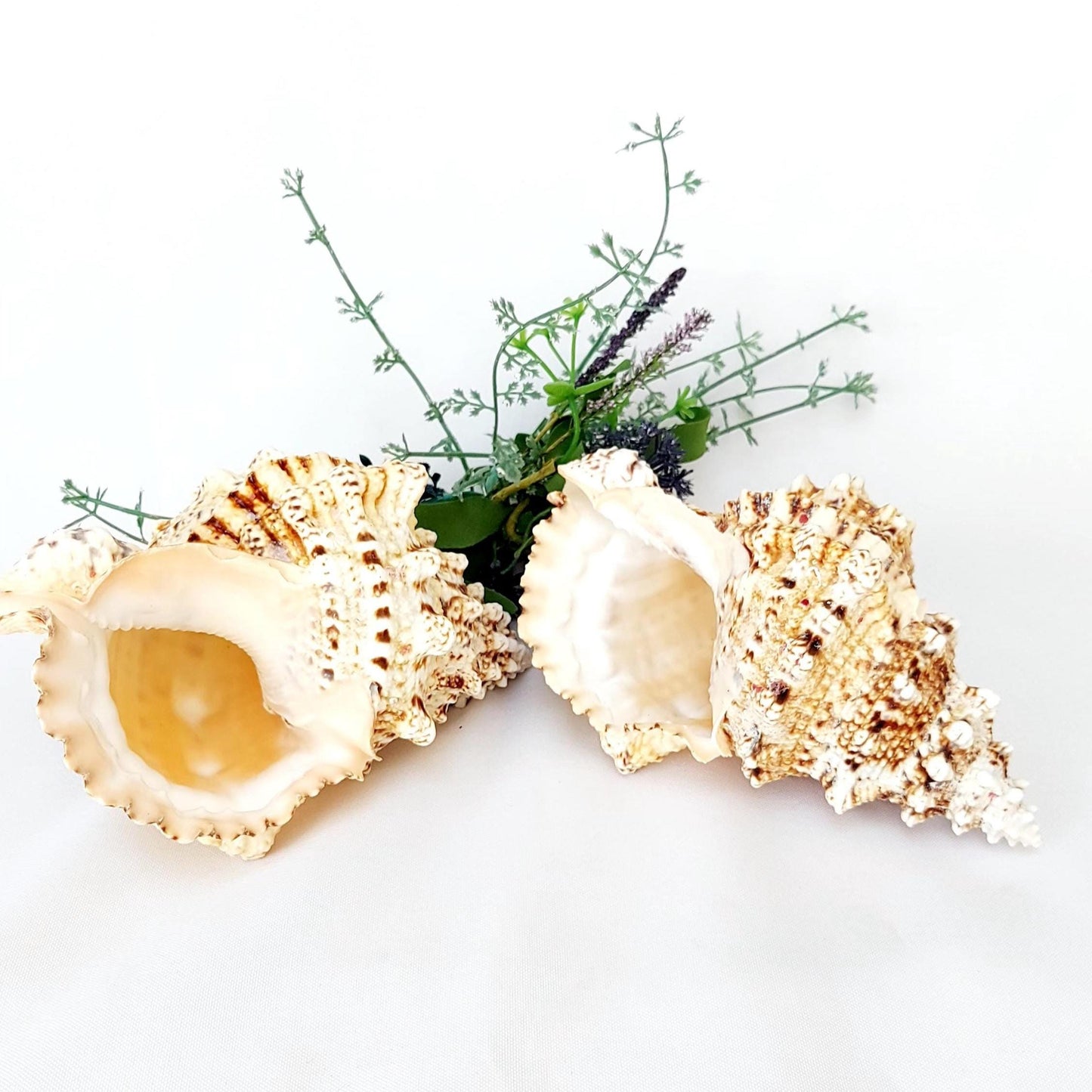 Natural Frog Shell, 17.5–20cm in Size with Black Pouch, Bursa Bobo, Beach House Decor, Natural Shell Ornament, Nautical Gift, UK Seller.