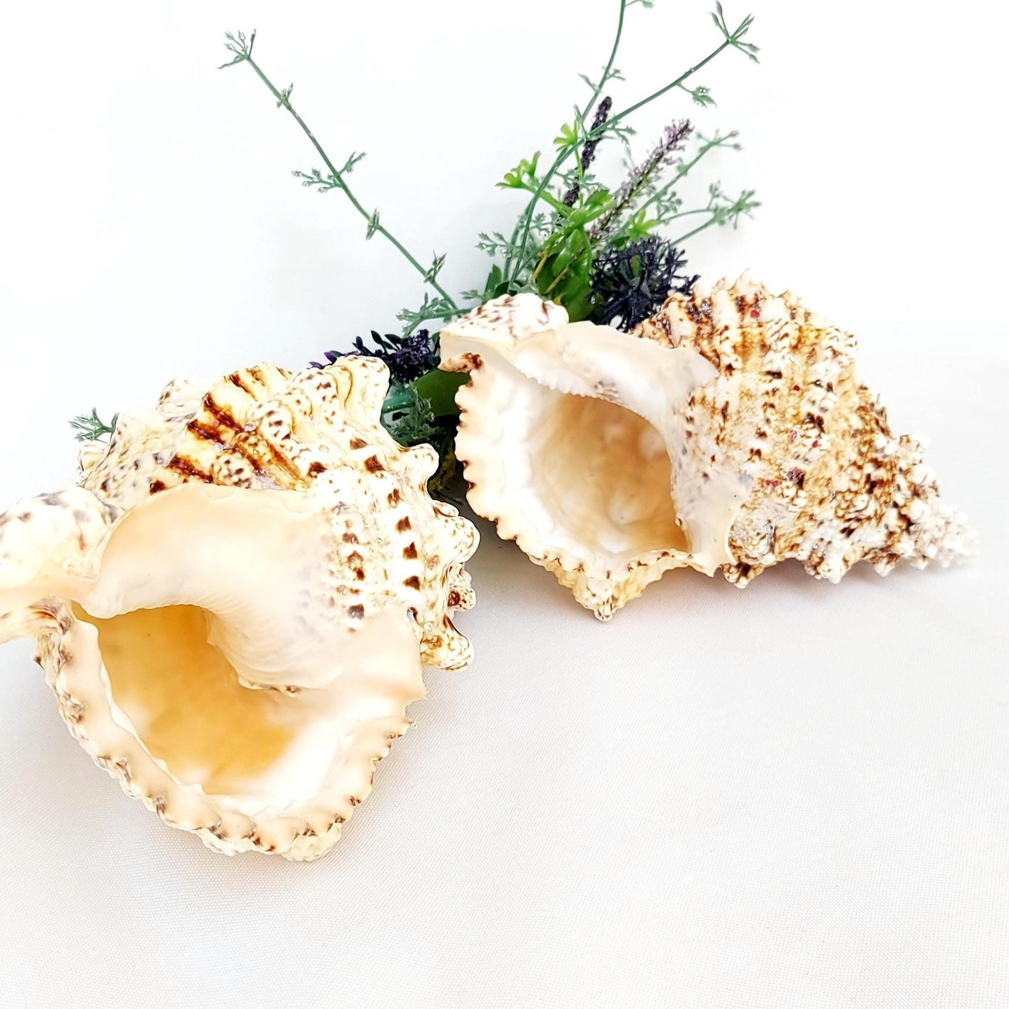Natural Frog Shell, 17.5–20cm in Size with Black Pouch, Bursa Bobo, Beach House Decor, Natural Shell Ornament, Nautical Gift, UK Seller.
