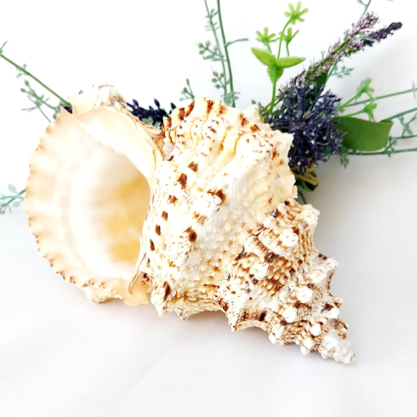 Natural Frog Shell, 17.5–20cm in Size with Black Pouch, Bursa Bobo, Beach House Decor, Natural Shell Ornament, Nautical Gift, UK Seller.