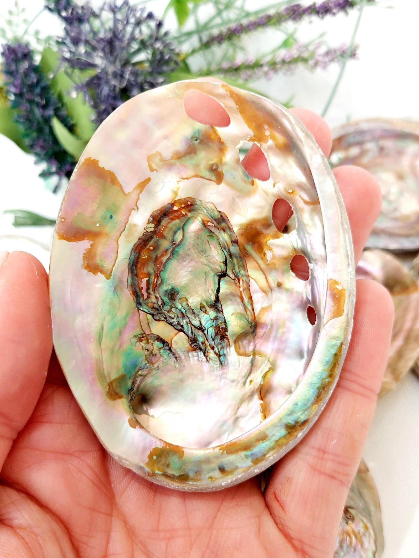 Natural polished abalone, Aqua Blue/Green, 60-75mm Small Smudge Shell, Smudge Bowl, Smudge Shell, Holds Smudge Sticks, Incense, UK Seller.