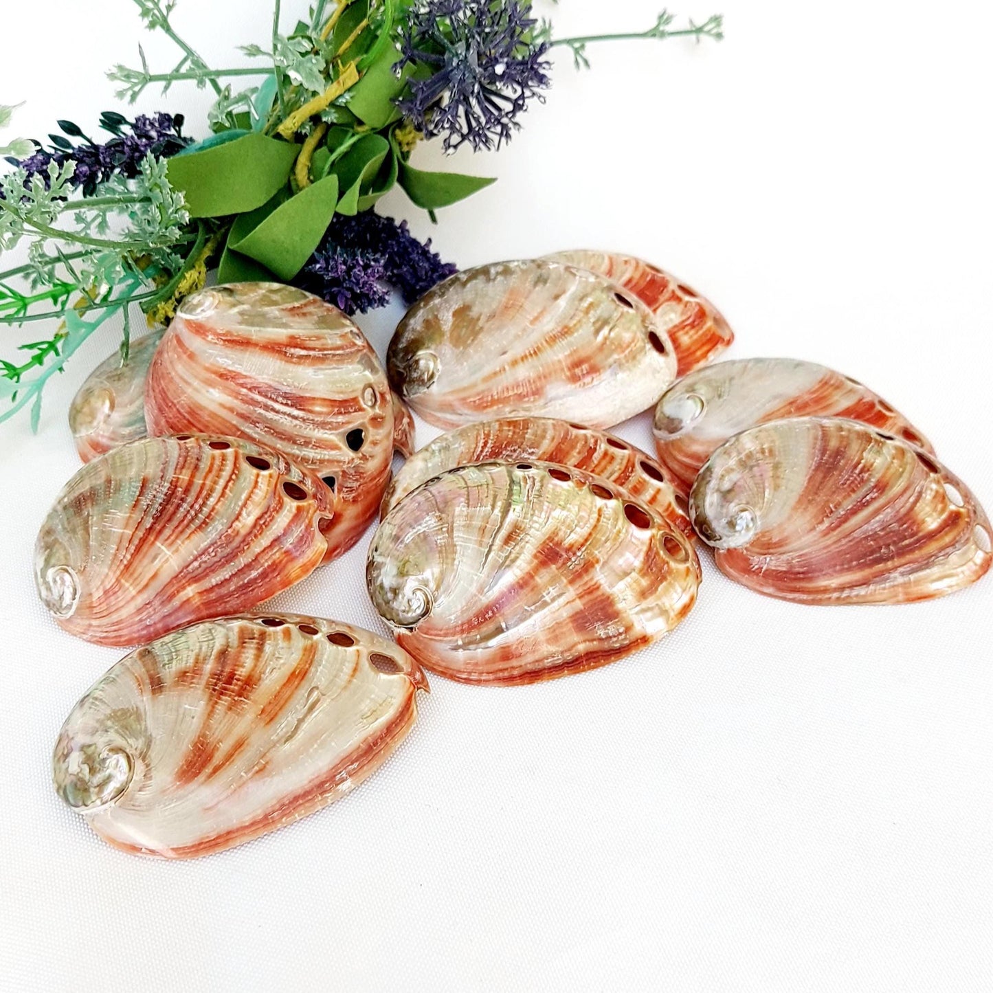 Natural polished Red Abalone, 60-75mm Small Smudge Shell, Smudge Bowl, Smudge Shell, Holds Smudge Sticks, Incense, UK Seller.