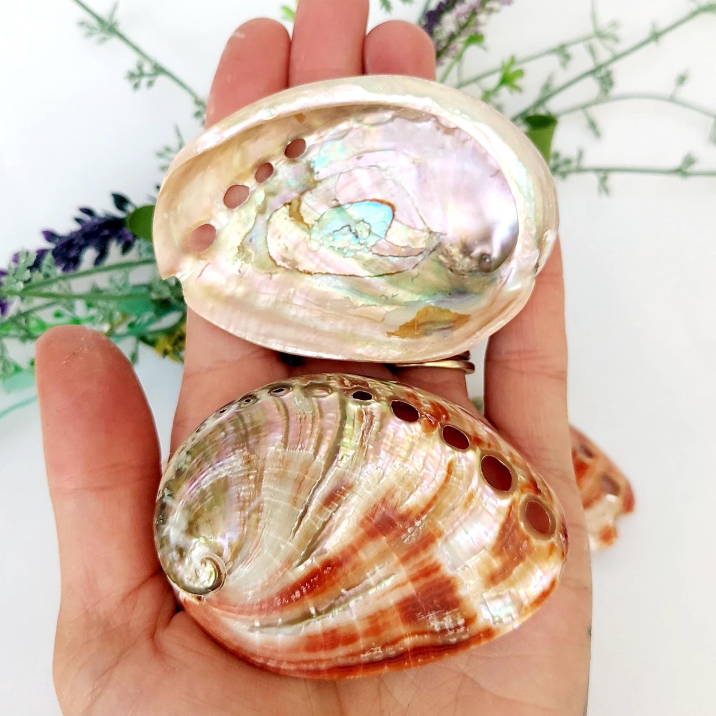 Natural polished Red Abalone, 60-75mm Small Smudge Shell, Smudge Bowl, Smudge Shell, Holds Smudge Sticks, Incense, UK Seller.