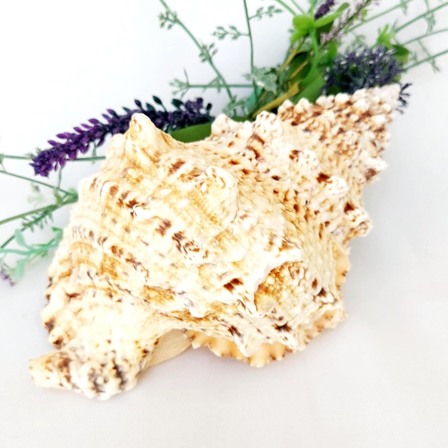 Natural Frog Shell, 17.5–20cm in Size with Black Pouch, Bursa Bobo, Beach House Decor, Natural Shell Ornament, Nautical Gift, UK Seller.