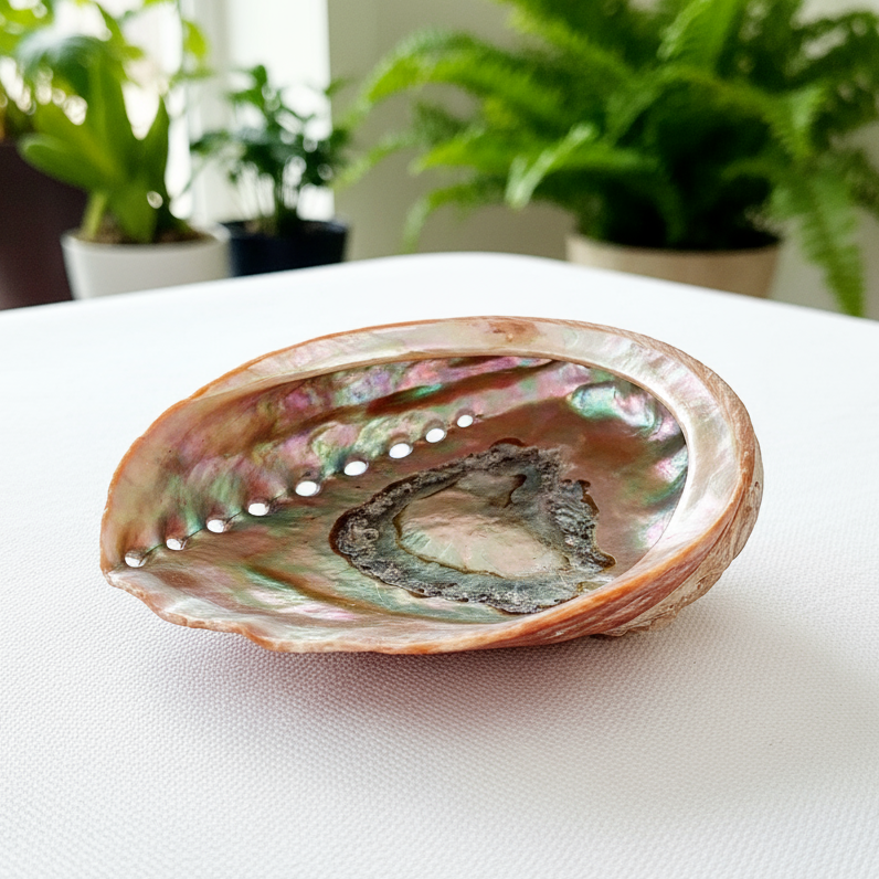 Red Abalone with Potted Plants