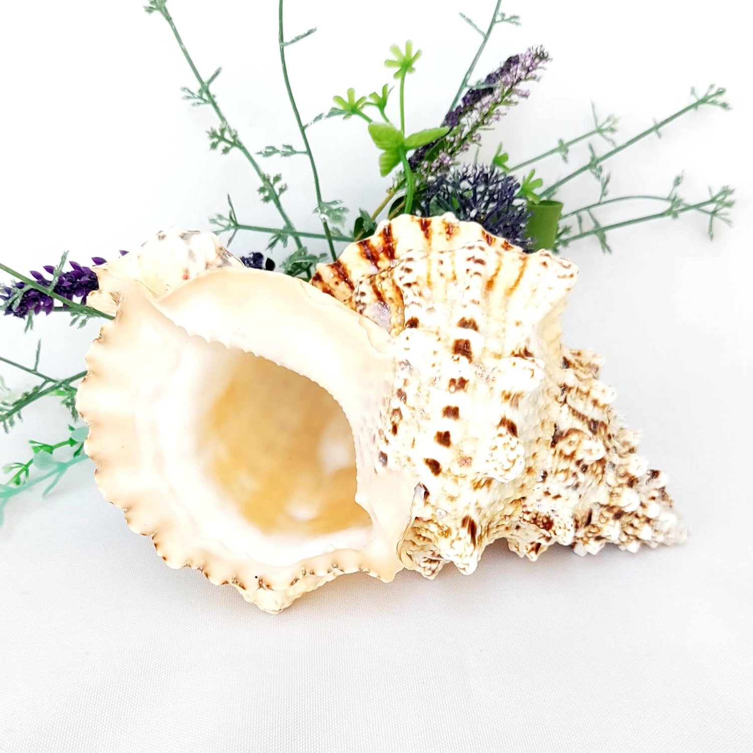 Shell Collections