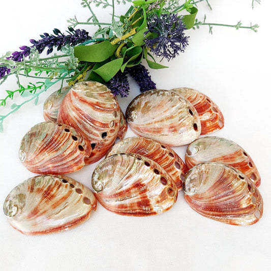 Natural polished Red Abalone, 60-75mm Small Smudge Shell, Smudge Bowl, Smudge Shell, Holds Smudge Sticks, Incense, UK Seller.