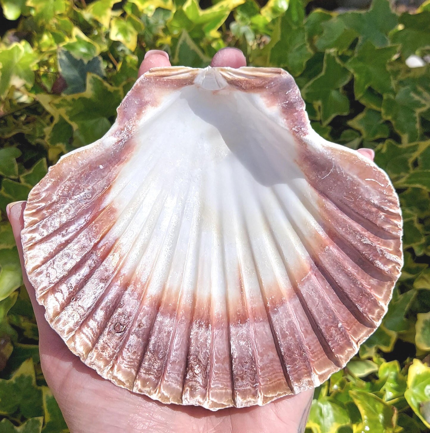 Wholesale Large 14cm Scallop Shell, Washed White Smudge Bowl, Natural Sea Shell for Smudging, Crafts, Choose Quantity 1–50, UK Seller.